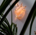 Lampa HEART Seletti