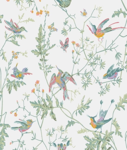 Hummingbirds ColeSon