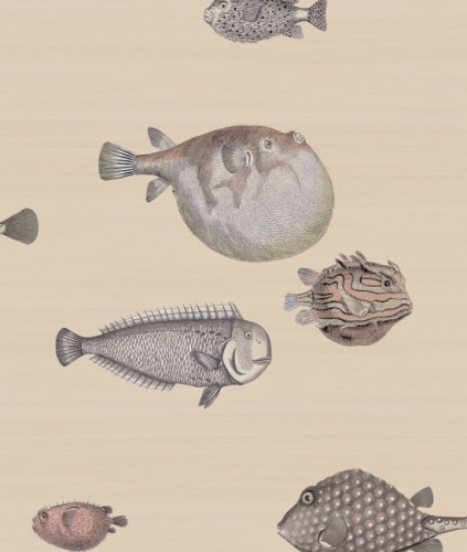 apeta ACCQUARIO 114/16033 ColeSon